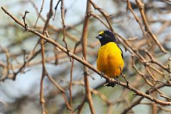 Velvet-fronted Euphonia